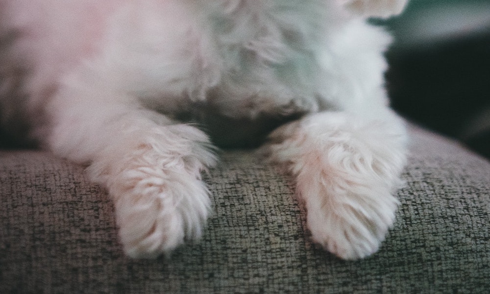 3 Cara Merawat Anjing yang Berkutu, Bisa Gunakan NexGard Untuk Solusinya!